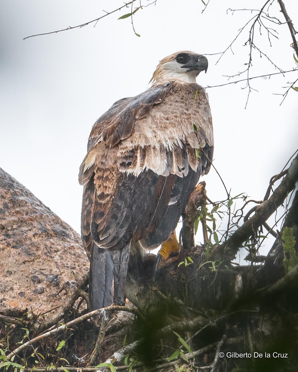 El Águila Harpía, una especie amenazada que merece más atención - ANCON  Panamá